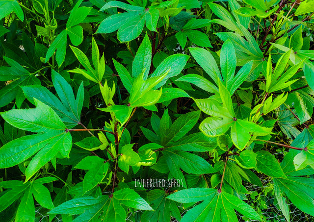 Gongura: The Tangy Delight of Indian Cuisine  Inherited Seeds