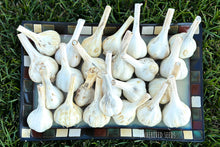 Load image into Gallery viewer, German Extra Hardy / Northern White Hardneck Garlic