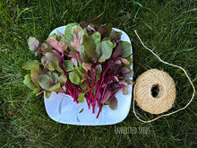 Load image into Gallery viewer, Heirloom Indian Red Amaranth plant with vibrant deep red edible leaves growing in garden