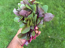 Load image into Gallery viewer, Heirloom Indian Red Amaranth seeds by Inherited Seeds organic non-GMO seed packet