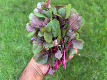 Load image into Gallery viewer, Indian Red Amaranth (Thotakura) growing in raised garden beds during summer