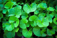 Load image into Gallery viewer, vallarai keerai seeds gotu kola centella asiatica