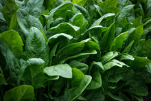 Load image into Gallery viewer, spinacia oleracea palak fresh green leaves