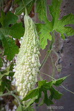 Load image into Gallery viewer, heirloom white bitter gourd seeds karela bitter melon momordica charantia