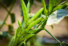 Load image into Gallery viewer, Fresh Cluster Bean Pods (Guar / Goru Chikkudu) growing on plant – heirloom summer vegetable garden crop