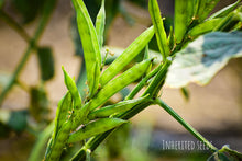 Load image into Gallery viewer, Cluster Bean Plant (Cyamopsis tetragonoloba) producing green pods in home vegetable garden