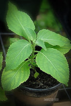 Load image into Gallery viewer, Vana Tulasi Seeds (Wild Holy Basil / Ocimum gratissimum) heirloom non-GMO herb seeds by Inherited Seeds