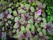 Load image into Gallery viewer, Fresh Indian Red Amaranth leaves (Lal Chaulai / Thotakura) harvested from heirloom plants