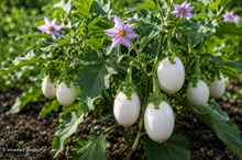 Load image into Gallery viewer, Eggplant White Egg