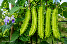 Load image into Gallery viewer, Winged Bean Pole