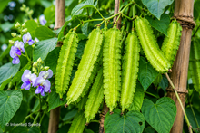 Load image into Gallery viewer, Winged Bean Pole