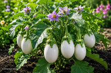 Load image into Gallery viewer, Eggplant White Egg