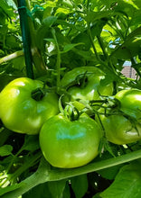Load image into Gallery viewer, indian nati tomato