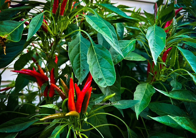 chilli plant from seeds Chilli Hot Japanese-Santaka – Inherited Seeds