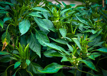 Load image into Gallery viewer, Chilli Hot Japanese-Santaka