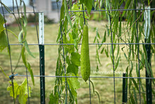 Load image into Gallery viewer, Indian Heirloom Ridge Gourd Seeds – Luffa / Turai