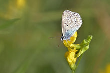 Load image into Gallery viewer, Fenugreek / Methi