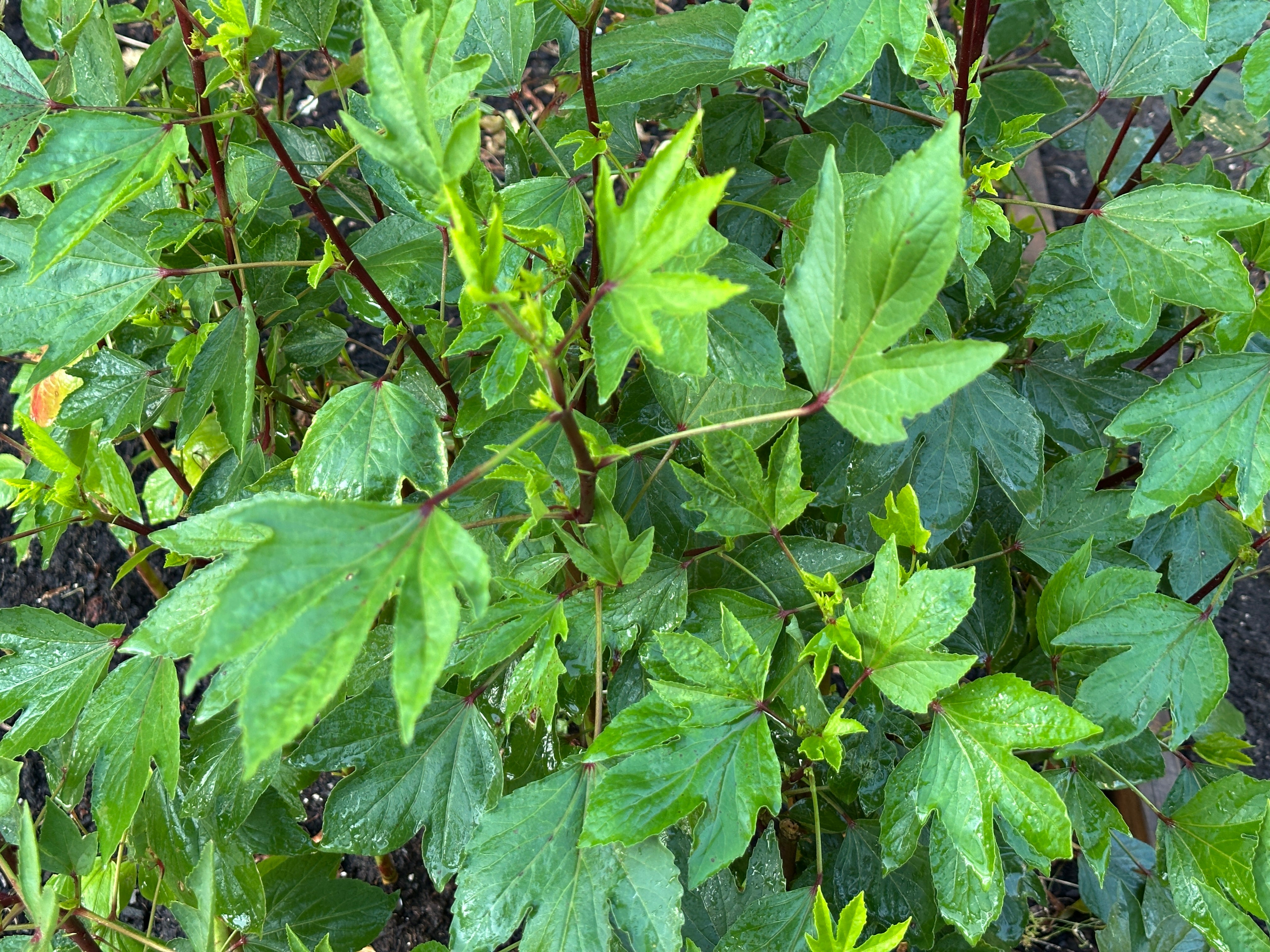 Gongura Roselle Red (Jamaican Sorrel / Florida Cranberry) 1 Pack (50+seeds)