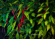 Load image into Gallery viewer, Chilli Kashmiri
