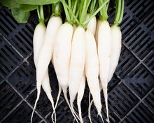 Load image into Gallery viewer, Radish Icicle - Indian Mooli / Indian Radish
