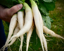 Load image into Gallery viewer, Radish Icicle - Indian Mooli / Indian Radish