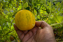 Load image into Gallery viewer, Dosakai / Indian Cucumber / Lemon Cucumber