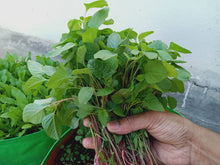 Load image into Gallery viewer, Amaranth Indian Red Stem / Red Thandu keerai