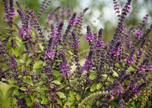 Load image into Gallery viewer, Basil-Holy Red Basil (Krishna Tulasi)