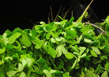 Load image into Gallery viewer, Fenugreek / Methi