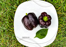 Load image into Gallery viewer,  "Heirloom Purple Beauty Bell Peppers with vibrant purple skin, grown organically without pesticides or GMOs."