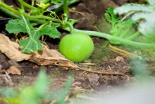 Load image into Gallery viewer, Indian Apple Gourd / Tinda Gourd