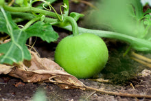 Load image into Gallery viewer, Indian Apple Gourd / Tinda Gourd