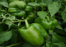 Load image into Gallery viewer, Bell Pepper California Wonder Extra Large