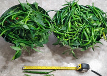 Load image into Gallery viewer, Hot Chilli Peppers Collection Value Pack (12 Varieties)