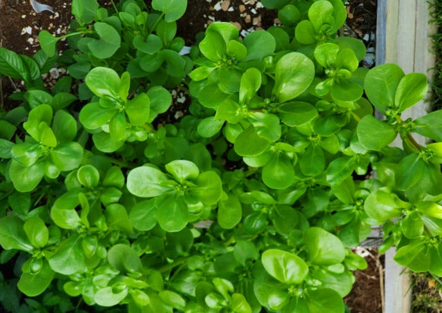 Purslane Golden (Gangiaval koora / Kulfa)