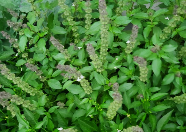 basil seeds plant name Basil Indian – Inherited Seeds