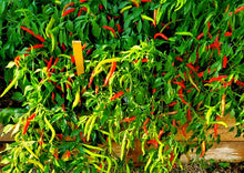 Load image into Gallery viewer, Chilli Thai Super