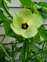 Load image into Gallery viewer, Okra Louisiana Green Velvet