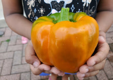 Load image into Gallery viewer, Bell Pepper Horizon Orange