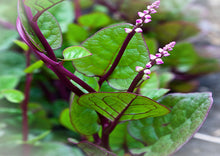 Load image into Gallery viewer, Spinach Red Malabar Premium