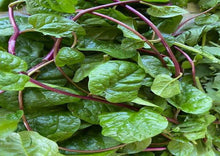 Load image into Gallery viewer, Spinach Red Malabar Premium