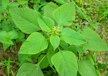 Load image into Gallery viewer, Amaranth Green Stem / Thandu Keerai / Totakoora