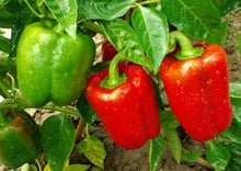 Load image into Gallery viewer, Bell Pepper Keystone Giant Red