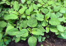 Load image into Gallery viewer, Amaranth Green Stem / Thandu Keerai / Totakoora