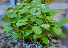 Load image into Gallery viewer, Amaranth Green Stem / Thandu Keerai / Totakoora