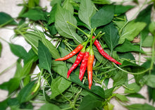 Load image into Gallery viewer, Chilli Peri Peri