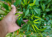 Load image into Gallery viewer, Chilli Thai Dragon
