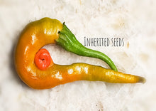 Load image into Gallery viewer, Chilli Thai Super