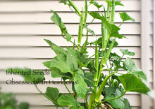 Load image into Gallery viewer, Okra Louisiana Green Velvet