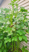 Load image into Gallery viewer, Okra Louisiana Green Velvet